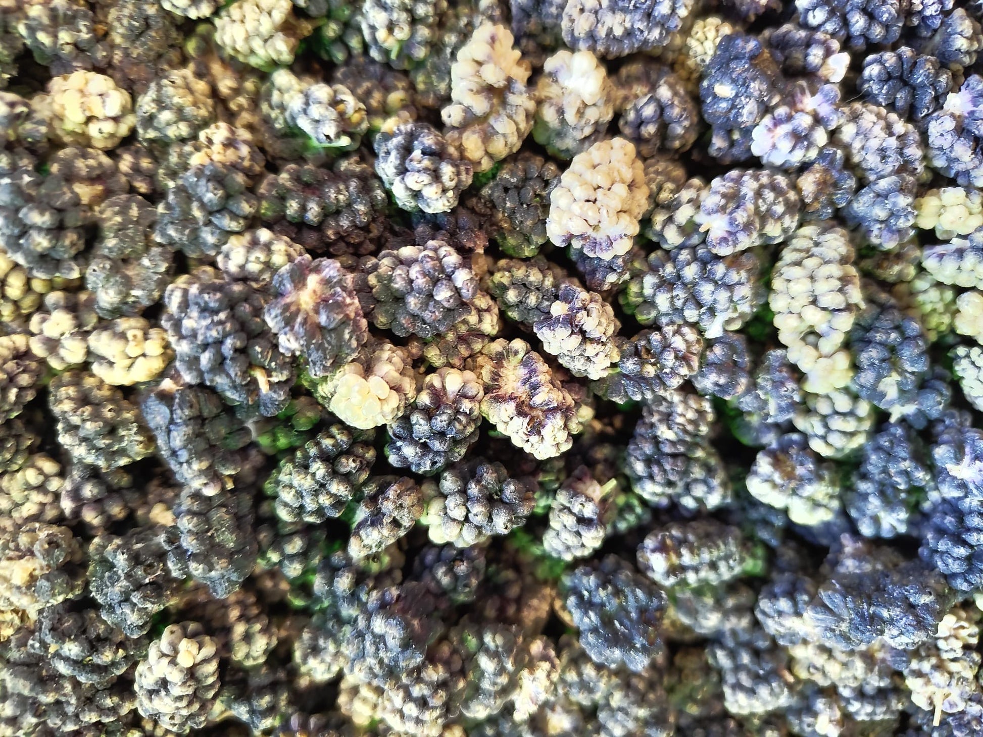 Drogere zwarte moerbeien van Mijn winkel, een unieke en gezonde toevoeging aan je dieet, met een friszoete smaak.