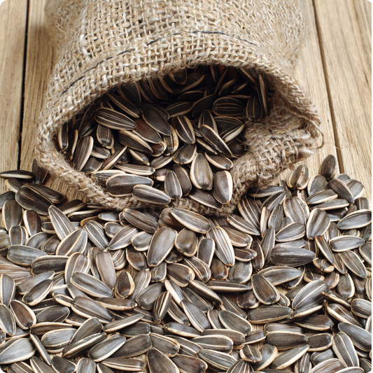 Zonnebloempitten Zwart Mild Gezout