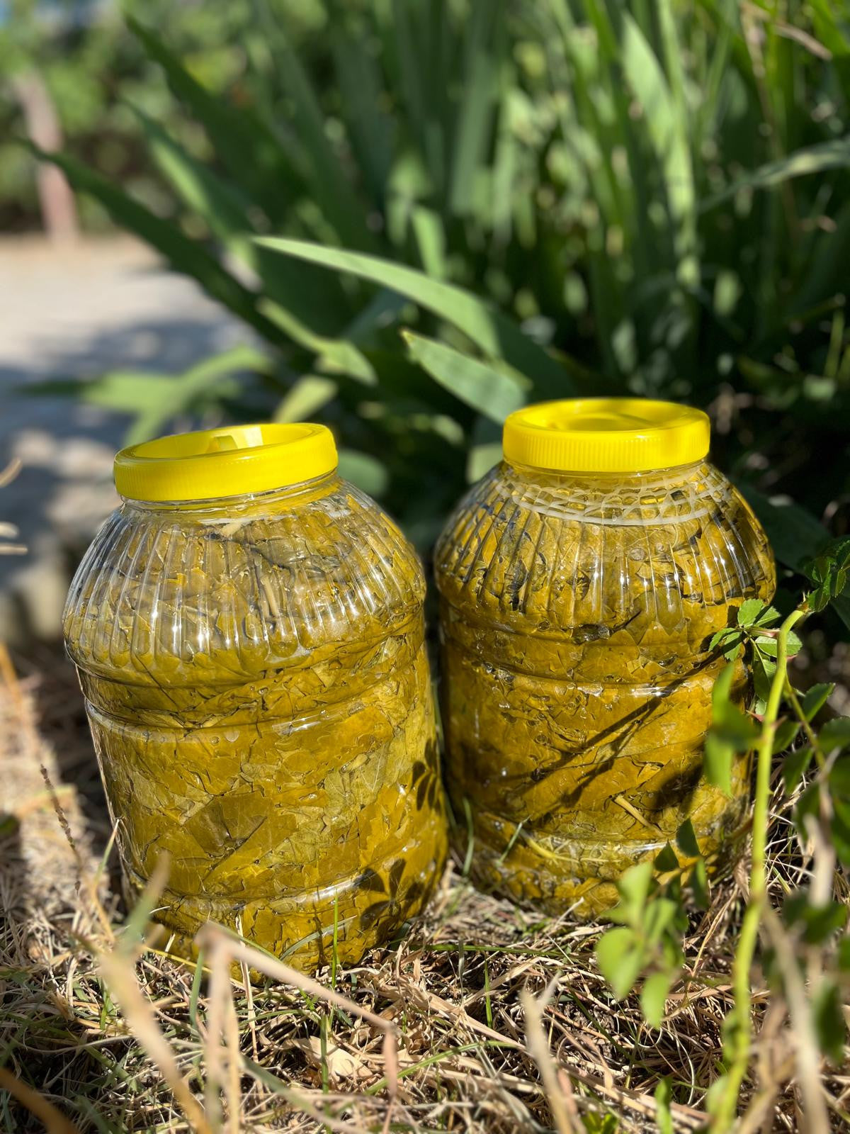 Asma Wijnbladeren uit Tokat Erbag